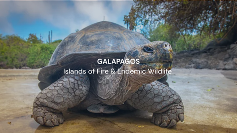 Galapagos