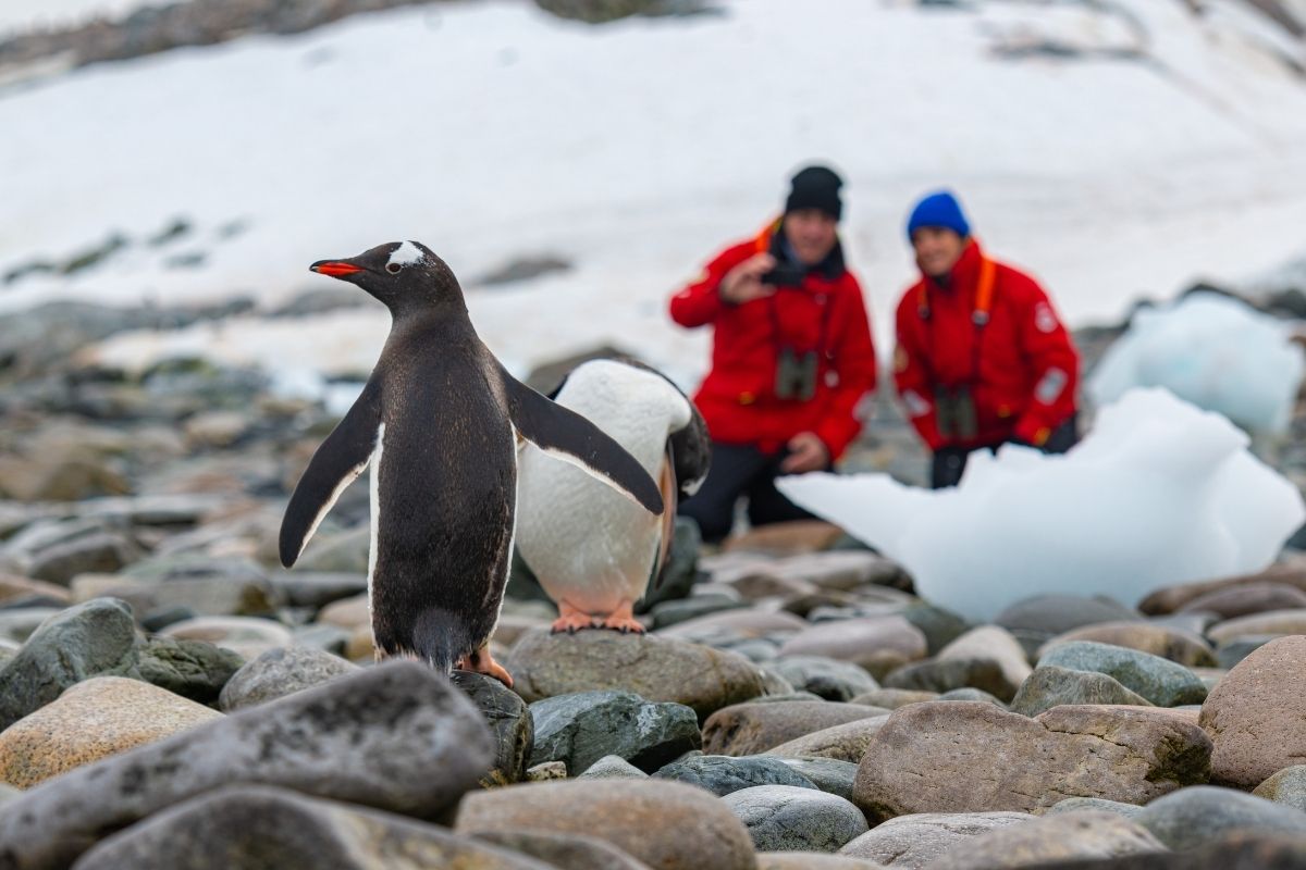 Expedition_Viking_Antarctica_Guests at Penguin Colony